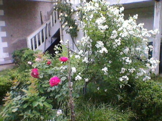 Un Paradis De Verdure En Plein Centre Ville 佩里格 外观 照片